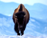 Bison