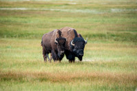 Bison 002