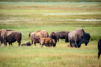 Bison 004