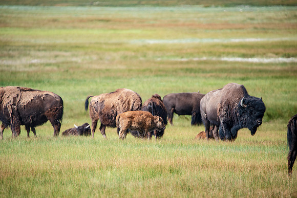 Bison 004