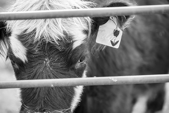 DSC_4570 (B&W)
