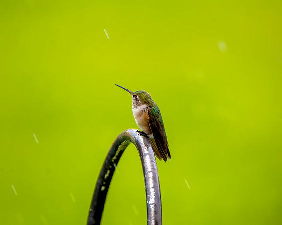 Hummingbirs001