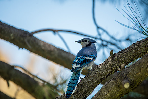 Bird008