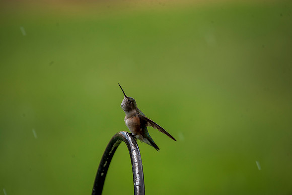 Humming002