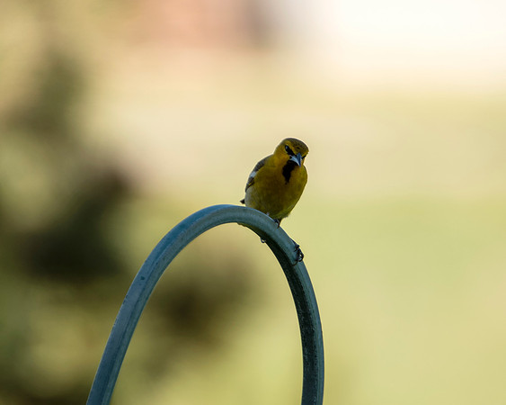 Bird001