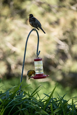 Bird007
