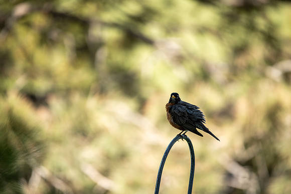 Bird004