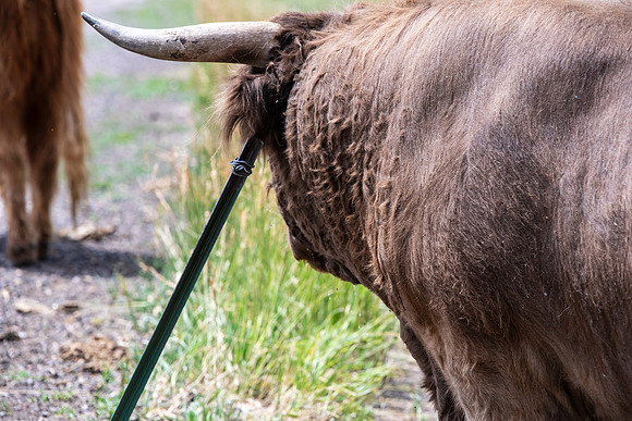 DSC_5264