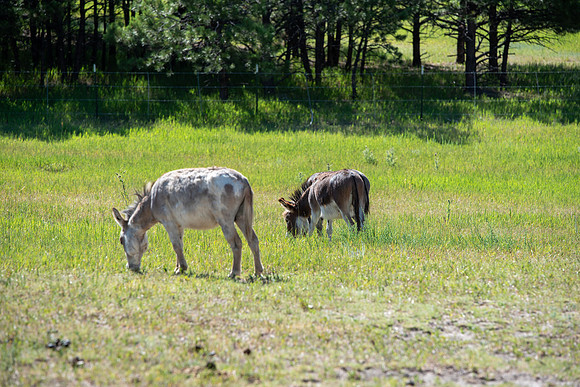 DSC_4818